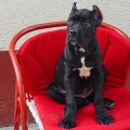 Djina sa 3.5 meseci / Djina with 3.5 months