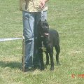 CAC Paracin Djina-first of young cllass / CAC Paracin Djina-PRM