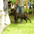 CAC Kraljevo first of young cllass / CAC Kraljevo PRM
